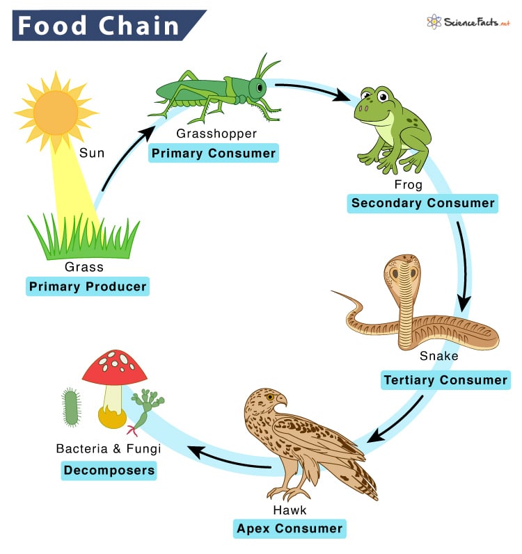 Food-Chain